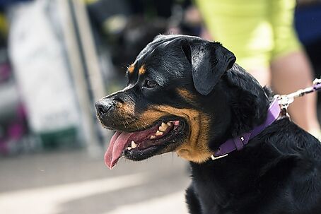 Roses punit le non-respect de la possession de chiens dangereux d'amendes pouvant aller jusqu'à 3 000 €