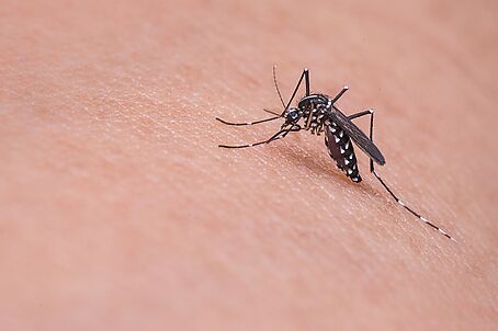 Antilarvale Behandlung und Maßnahmen gegen die Vermehrung von Mücken