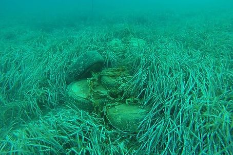 Large waste removal campaign from Posidonia meadows