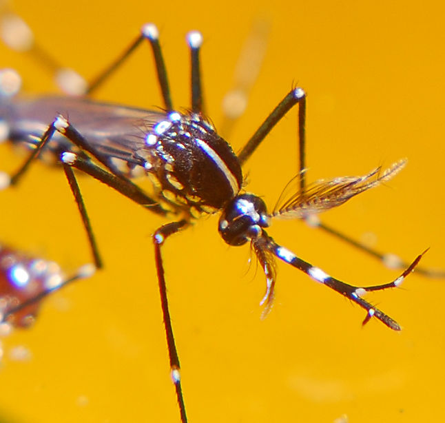Las lluvias de los últimos días hacen necesario extremar las medidas contra el mosquito tigre